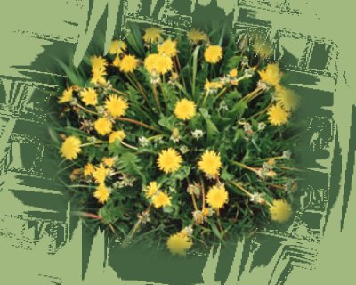 Flore Eternelle